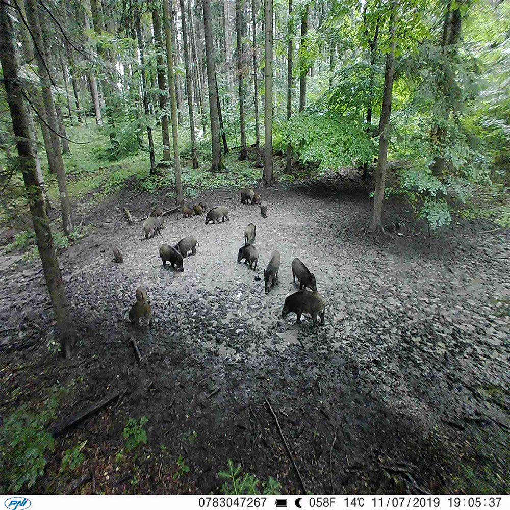 PNI Hunting 350C caméra de chasse 12MP 1080P infrarouge